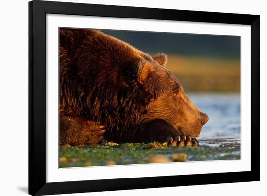 Brown Bear, Katmai National Park, Alaska-Paul Souders-Framed Photographic Print