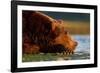 Brown Bear, Katmai National Park, Alaska-Paul Souders-Framed Photographic Print