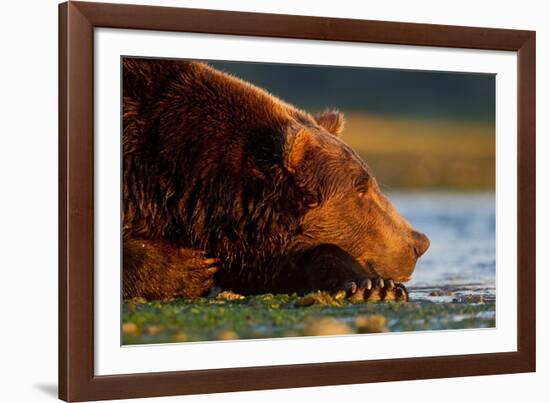 Brown Bear, Katmai National Park, Alaska-Paul Souders-Framed Photographic Print