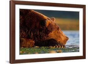 Brown Bear, Katmai National Park, Alaska-Paul Souders-Framed Photographic Print