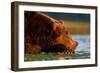 Brown Bear, Katmai National Park, Alaska-Paul Souders-Framed Photographic Print