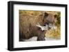 Brown Bear, Katmai National Park, Alaska-Paul Souders-Framed Photographic Print