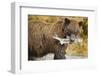 Brown Bear, Katmai National Park, Alaska-Paul Souders-Framed Photographic Print