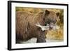 Brown Bear, Katmai National Park, Alaska-Paul Souders-Framed Photographic Print