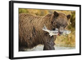 Brown Bear, Katmai National Park, Alaska-Paul Souders-Framed Photographic Print