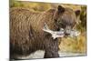 Brown Bear, Katmai National Park, Alaska-Paul Souders-Mounted Photographic Print