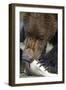 Brown Bear, Katmai National Park, Alaska-Paul Souders-Framed Photographic Print