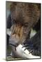 Brown Bear, Katmai National Park, Alaska-Paul Souders-Mounted Photographic Print