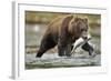 Brown Bear, Katmai National Park, Alaska-Paul Souders-Framed Photographic Print