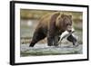 Brown Bear, Katmai National Park, Alaska-Paul Souders-Framed Photographic Print