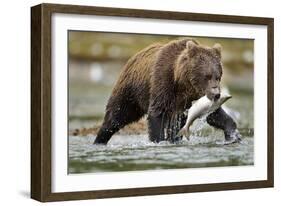 Brown Bear, Katmai National Park, Alaska-Paul Souders-Framed Photographic Print