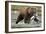 Brown Bear, Katmai National Park, Alaska-Paul Souders-Framed Photographic Print