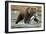 Brown Bear, Katmai National Park, Alaska-Paul Souders-Framed Photographic Print