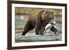 Brown Bear, Katmai National Park, Alaska-Paul Souders-Framed Photographic Print