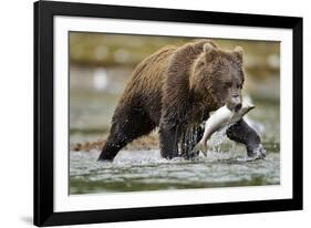 Brown Bear, Katmai National Park, Alaska-Paul Souders-Framed Photographic Print