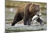 Brown Bear, Katmai National Park, Alaska-Paul Souders-Mounted Photographic Print