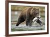 Brown Bear, Katmai National Park, Alaska-Paul Souders-Framed Photographic Print