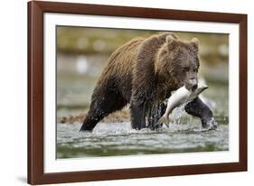 Brown Bear, Katmai National Park, Alaska-Paul Souders-Framed Photographic Print