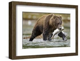 Brown Bear, Katmai National Park, Alaska-Paul Souders-Framed Photographic Print