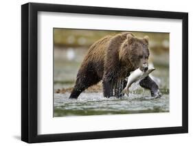 Brown Bear, Katmai National Park, Alaska-Paul Souders-Framed Photographic Print