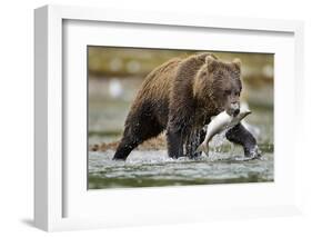 Brown Bear, Katmai National Park, Alaska-Paul Souders-Framed Photographic Print