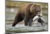 Brown Bear, Katmai National Park, Alaska-Paul Souders-Mounted Photographic Print