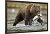 Brown Bear, Katmai National Park, Alaska-Paul Souders-Framed Photographic Print