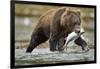 Brown Bear, Katmai National Park, Alaska-Paul Souders-Framed Photographic Print