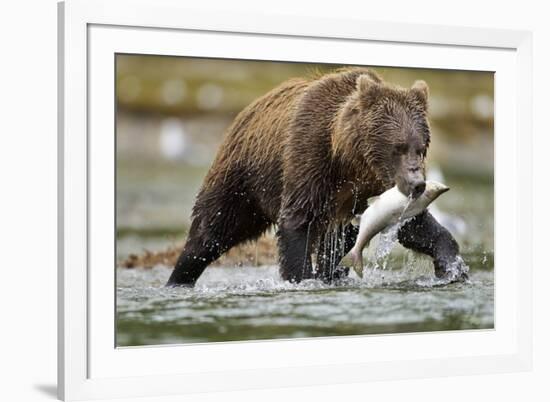 Brown Bear, Katmai National Park, Alaska-Paul Souders-Framed Photographic Print