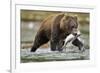 Brown Bear, Katmai National Park, Alaska-Paul Souders-Framed Photographic Print