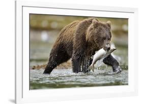 Brown Bear, Katmai National Park, Alaska-Paul Souders-Framed Photographic Print