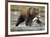 Brown Bear, Katmai National Park, Alaska-Paul Souders-Framed Photographic Print