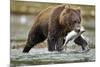 Brown Bear, Katmai National Park, Alaska-Paul Souders-Mounted Photographic Print