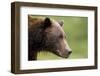 Brown Bear, Katmai National Park, Alaska-Paul Souders-Framed Photographic Print