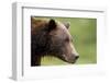 Brown Bear, Katmai National Park, Alaska-Paul Souders-Framed Photographic Print