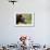 Brown Bear, Katmai National Park, Alaska-Paul Souders-Framed Photographic Print displayed on a wall