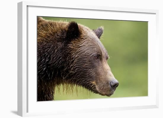 Brown Bear, Katmai National Park, Alaska-Paul Souders-Framed Photographic Print