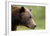 Brown Bear, Katmai National Park, Alaska-Paul Souders-Framed Photographic Print