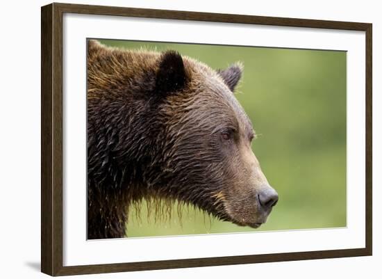 Brown Bear, Katmai National Park, Alaska-Paul Souders-Framed Photographic Print