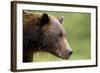 Brown Bear, Katmai National Park, Alaska-Paul Souders-Framed Photographic Print