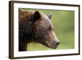 Brown Bear, Katmai National Park, Alaska-Paul Souders-Framed Photographic Print