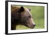 Brown Bear, Katmai National Park, Alaska-Paul Souders-Framed Photographic Print