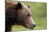 Brown Bear, Katmai National Park, Alaska-Paul Souders-Mounted Photographic Print