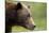 Brown Bear, Katmai National Park, Alaska-Paul Souders-Mounted Photographic Print