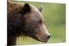 Brown Bear, Katmai National Park, Alaska-Paul Souders-Mounted Photographic Print