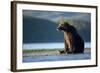 Brown Bear, Katmai National Park, Alaska-Paul Souders-Framed Photographic Print