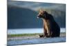 Brown Bear, Katmai National Park, Alaska-Paul Souders-Mounted Photographic Print