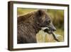 Brown Bear, Katmai National Park, Alaska-Paul Souders-Framed Photographic Print