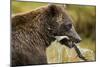 Brown Bear, Katmai National Park, Alaska-Paul Souders-Mounted Photographic Print