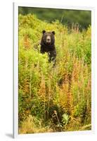 Brown Bear, Katmai National Park, Alaska-null-Framed Photographic Print